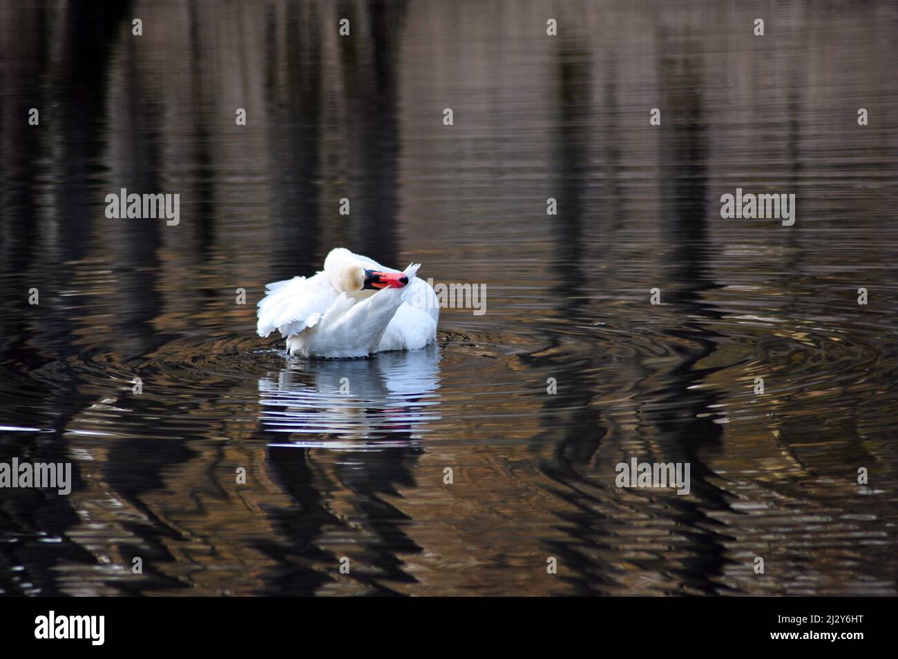 Cigno bianco spazzolando le sue piume in lago tranquillo in primavera. Foto orizzontale con ampio spazio di copia. Foto Stock