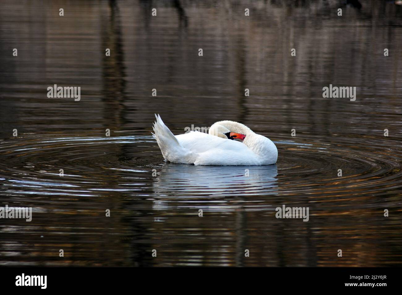 Cigno bianco nel lago scuro. Uccello spazzolando le sue piume durante la stagione di accoppiamento in primavera. Immagine orizzontale con spazio di copia. Foto Stock