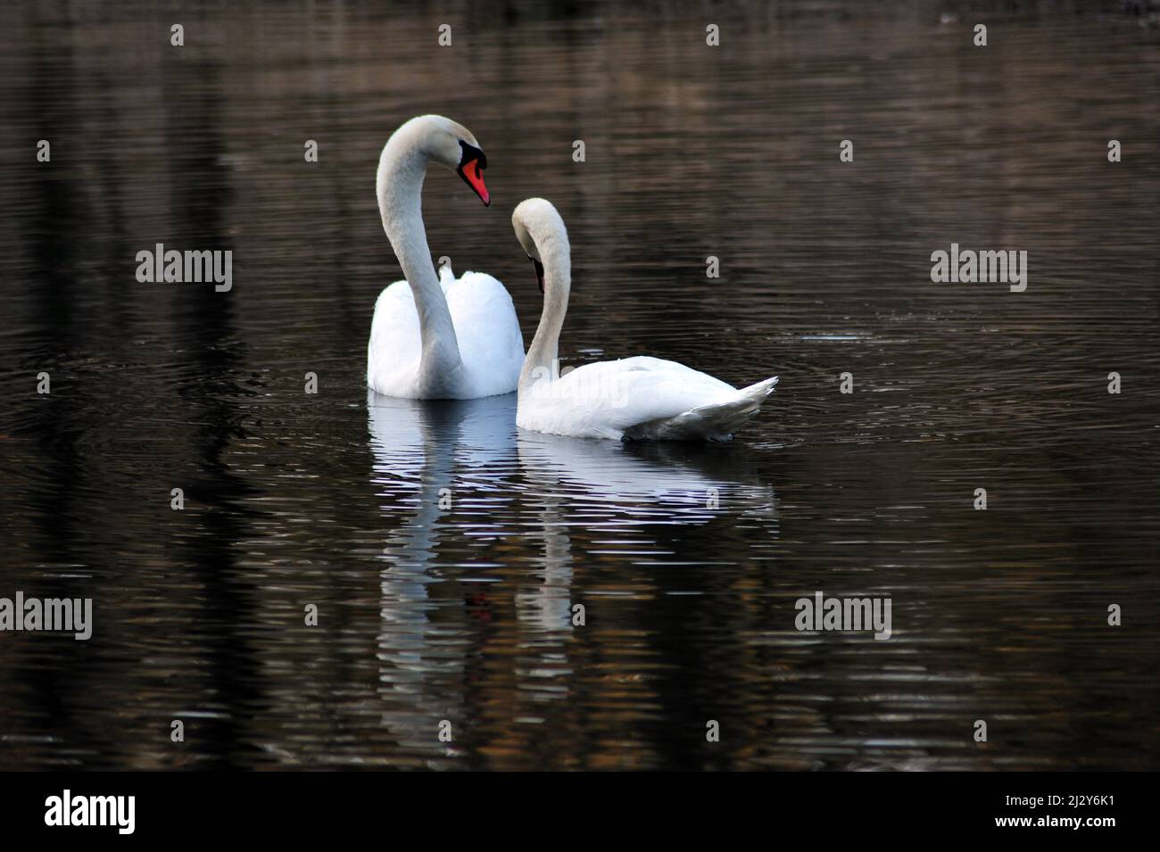 Momento romantico tra due splendidi cigni bianchi. Foto orizzontale con spazio di copia. Foto Stock