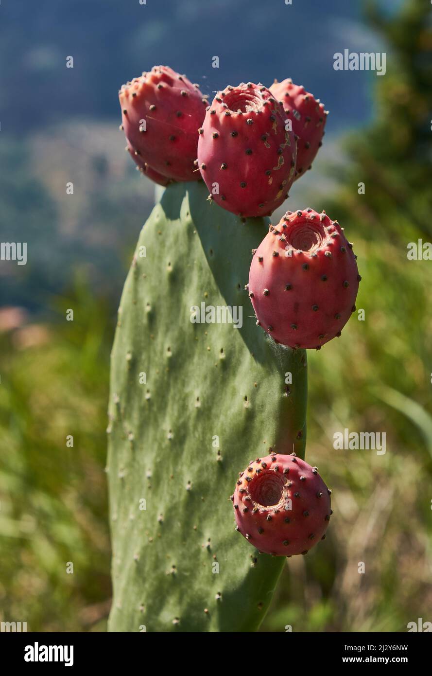 Cactus con frutti Foto Stock