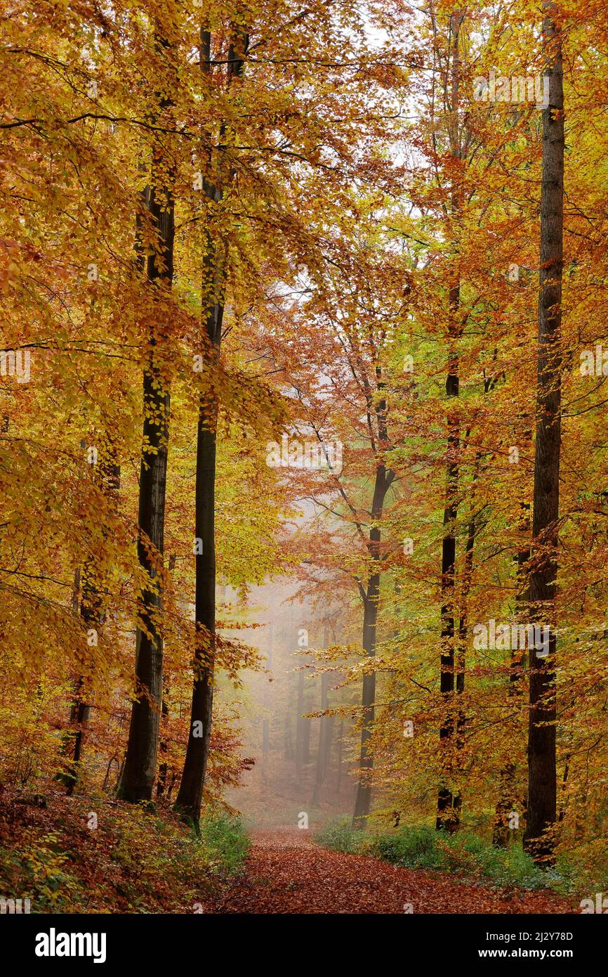 Foreste di faggi nella Hochspessart, riserva naturale di Rohrberg, Baviera, Germania. Foto Stock