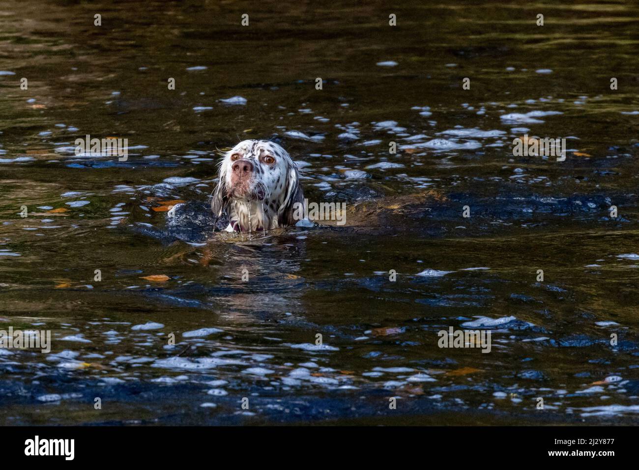 Cane che nuota in un fiume che guarda preoccupato. REGNO UNITO Foto Stock