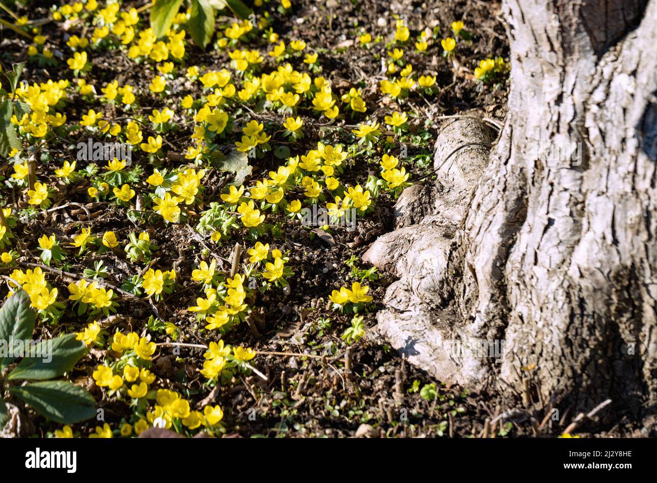 Fiori di interlingi accanto all'albero gnarled, Eranthis hyemalis Foto Stock