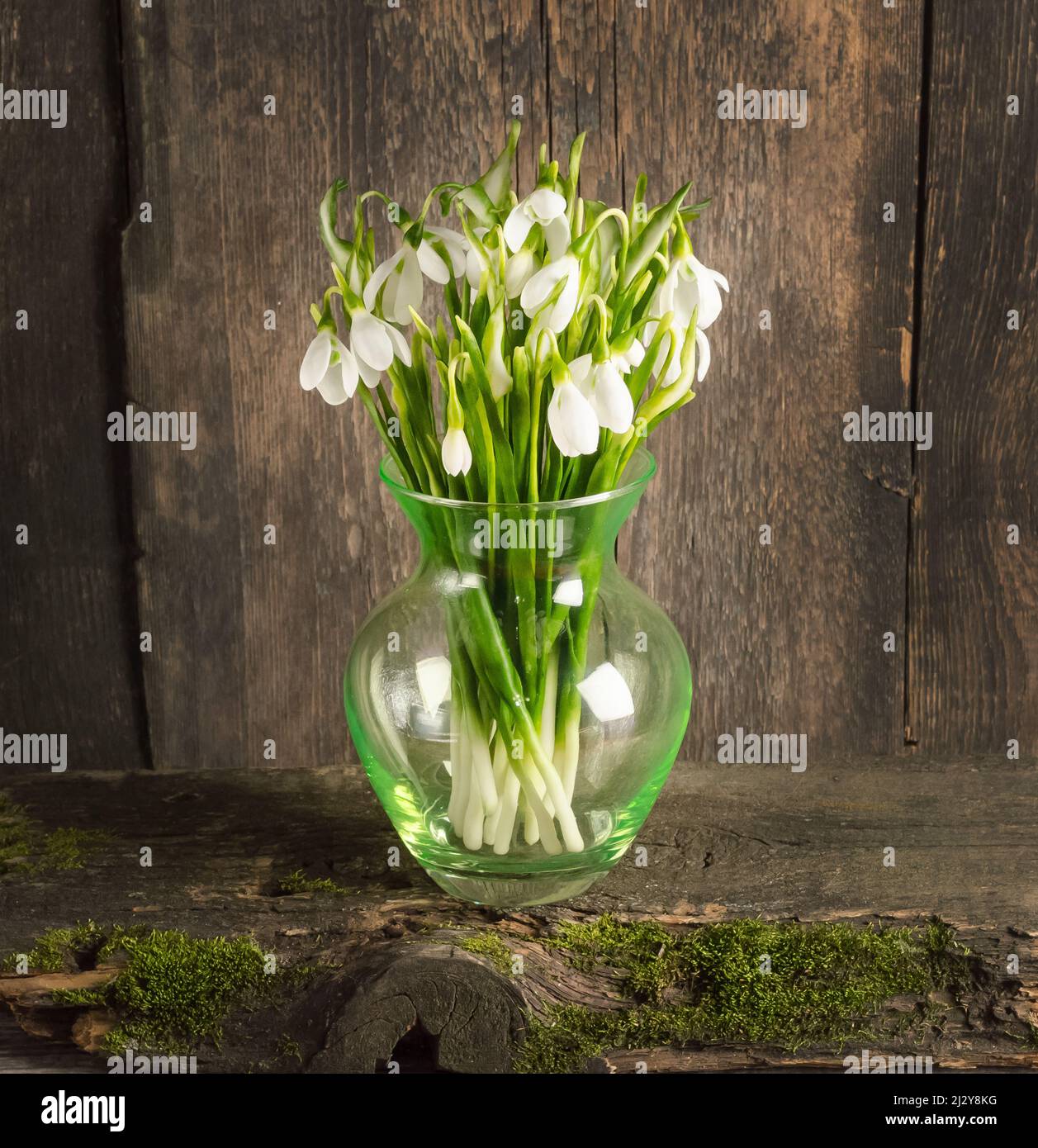 Giorno di Snowdrop, belle gocce di neve bianca in un vaso - un simbolo di primavera precoce Foto Stock