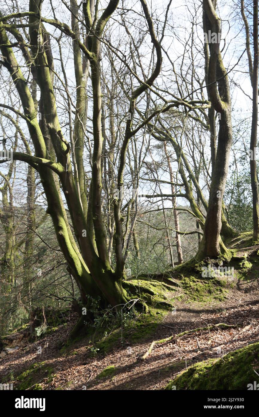 Friday Street sulla North Slope di Leith Hill Woodland Surrey Inghilterra Foto Stock