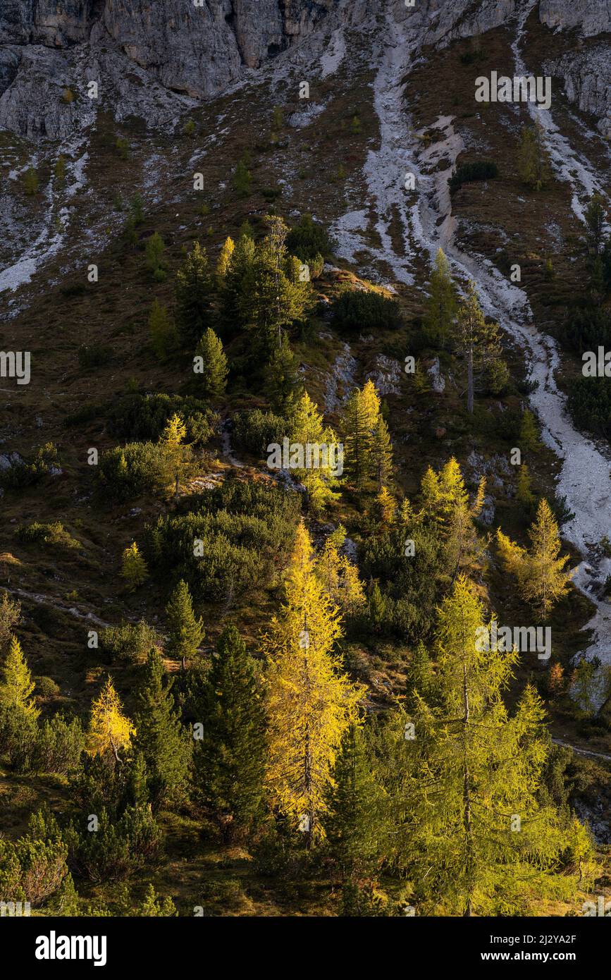 Luminosa foresta autunnale di montagna non lontano dal Drei Zinnen, Alto Adige, Italia, Europa Foto Stock