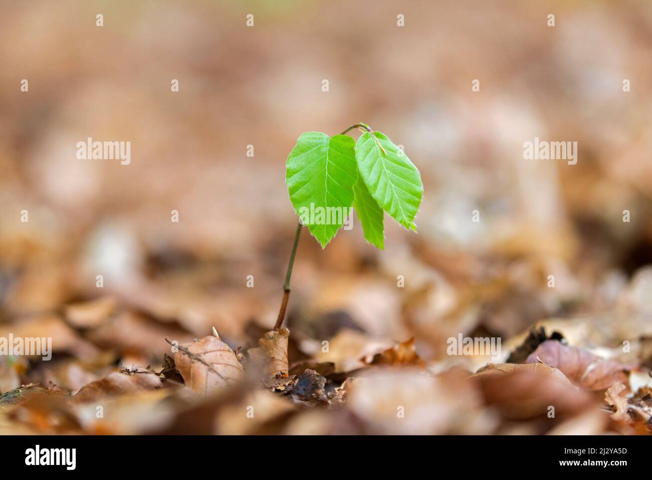 Faggio europeo / faggio comune (Fagus sylvatica) nuovo shoot emergente sul pavimento della foresta decidua in primavera Foto Stock