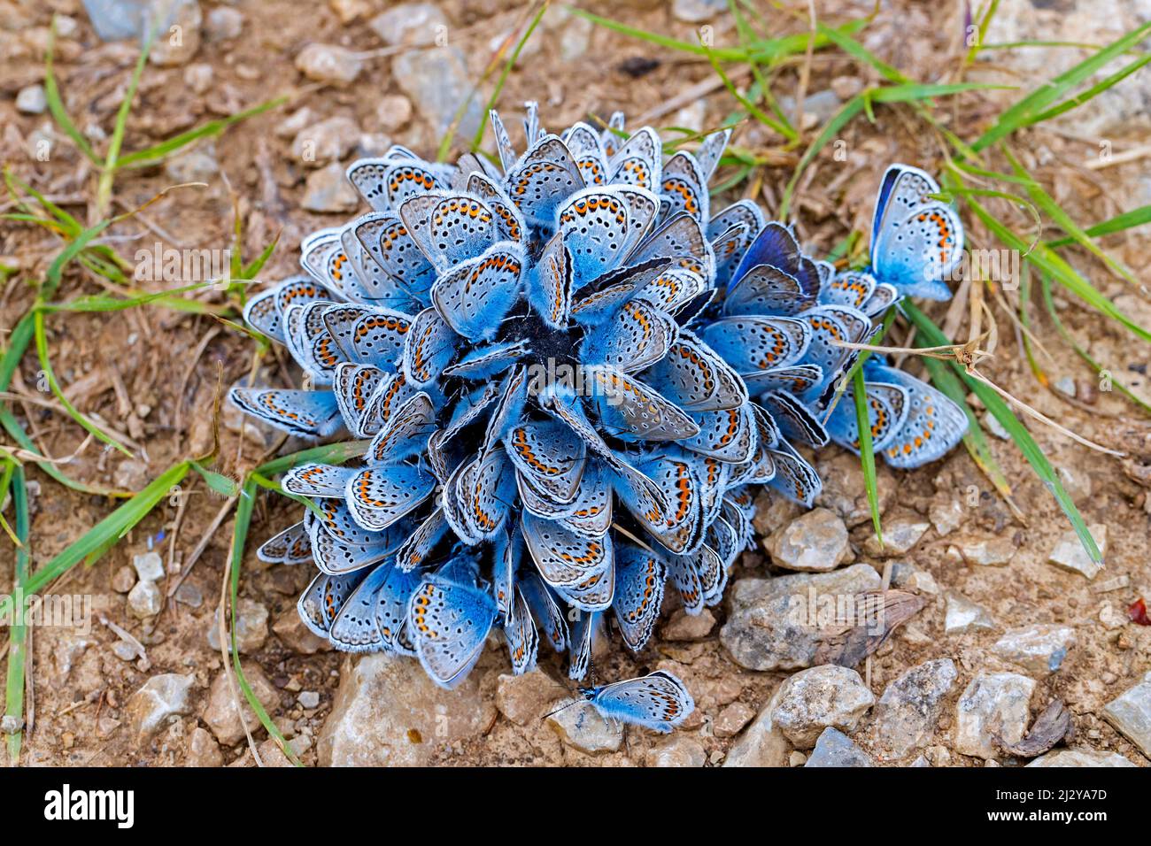 Aggregazione di farfalle blu comuni / farfalla blu comune europea (Polyommatus icarus) su terreno umido, chiamato fango-puddling Foto Stock