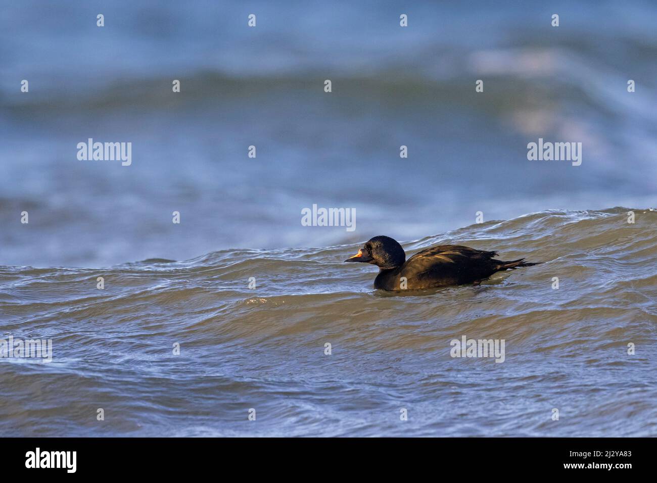 Comune Sparatutto (Melanitta nigra / Anas nigra) maschio / drake nuoto in acqua di mare in inverno Foto Stock