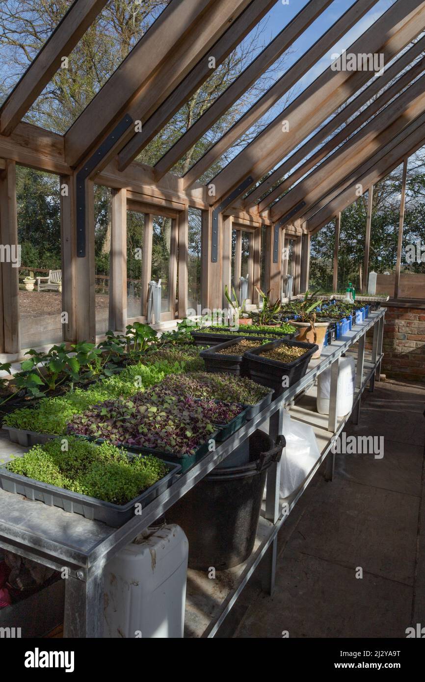 Giovani pianta che crescono in una casa di vetro di legno. Foto Stock