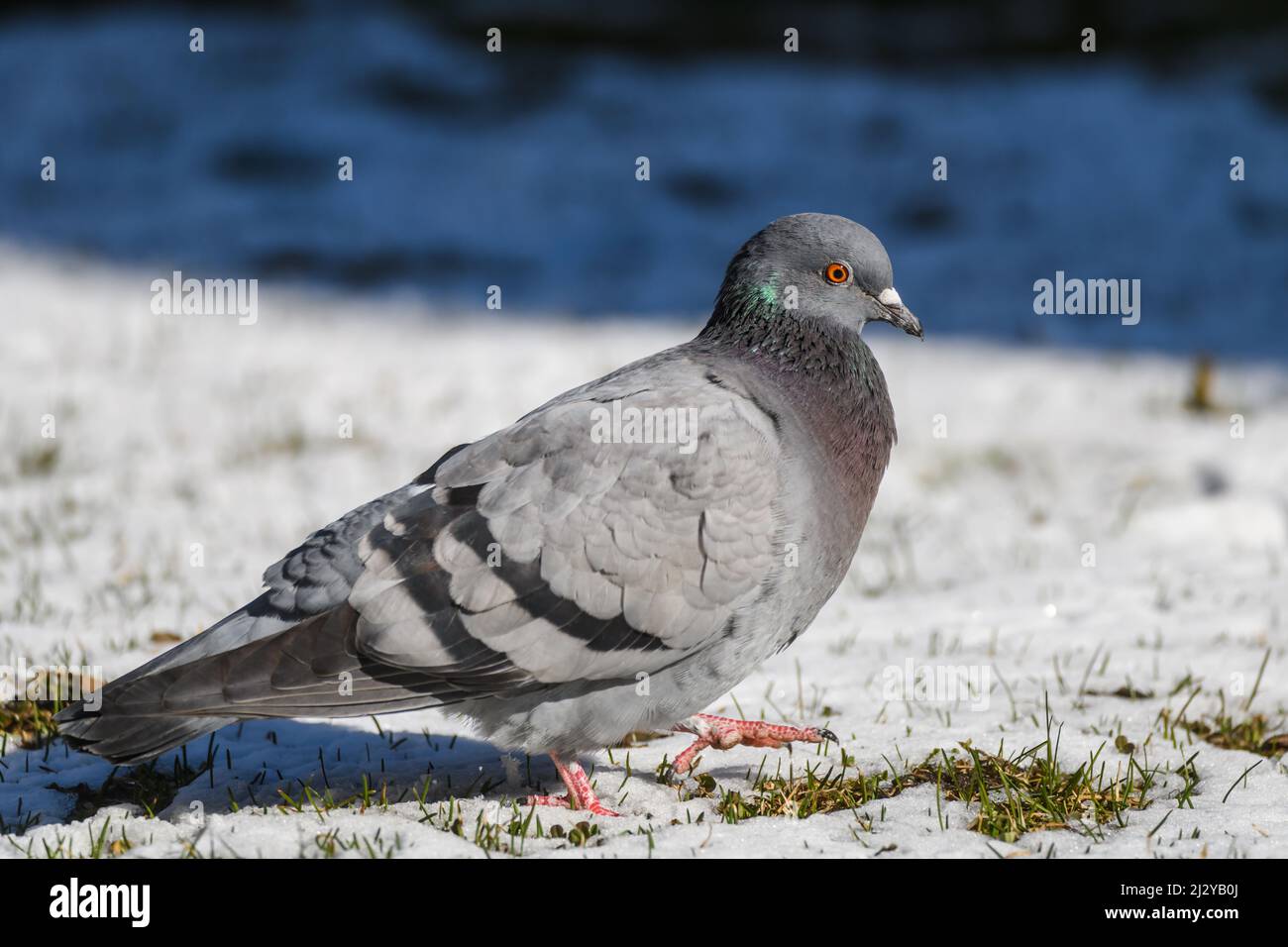 Piccione uccello domestico. Columba livia domestica. Foto Stock