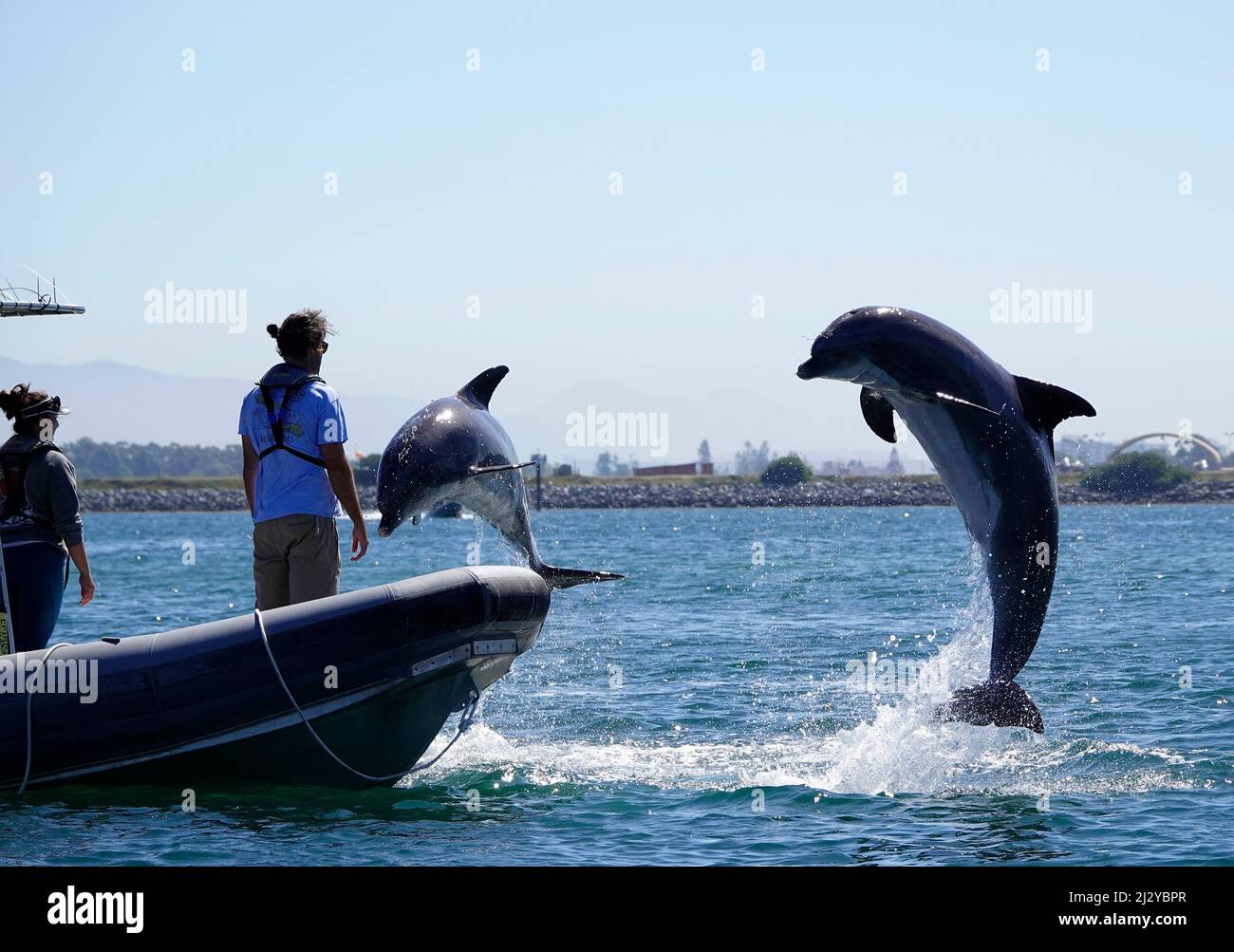 San Diego, California, Stati Uniti. 24th Mar 2022. Gli allenatori lavorano con i delfini tursiopi nella baia di San Diego che fanno parte del programma di mammiferi marini della Marina degli Stati Uniti (NMMP). Il programma studia l'uso militare e convogli gli animali per svolgere compiti quali la protezione delle navi e dei porti, il rilevamento e lo sminamento delle miniere e il recupero delle attrezzature. (Credit Image: © K.C. Alfred/ZUMA Press Wire Service) Foto Stock