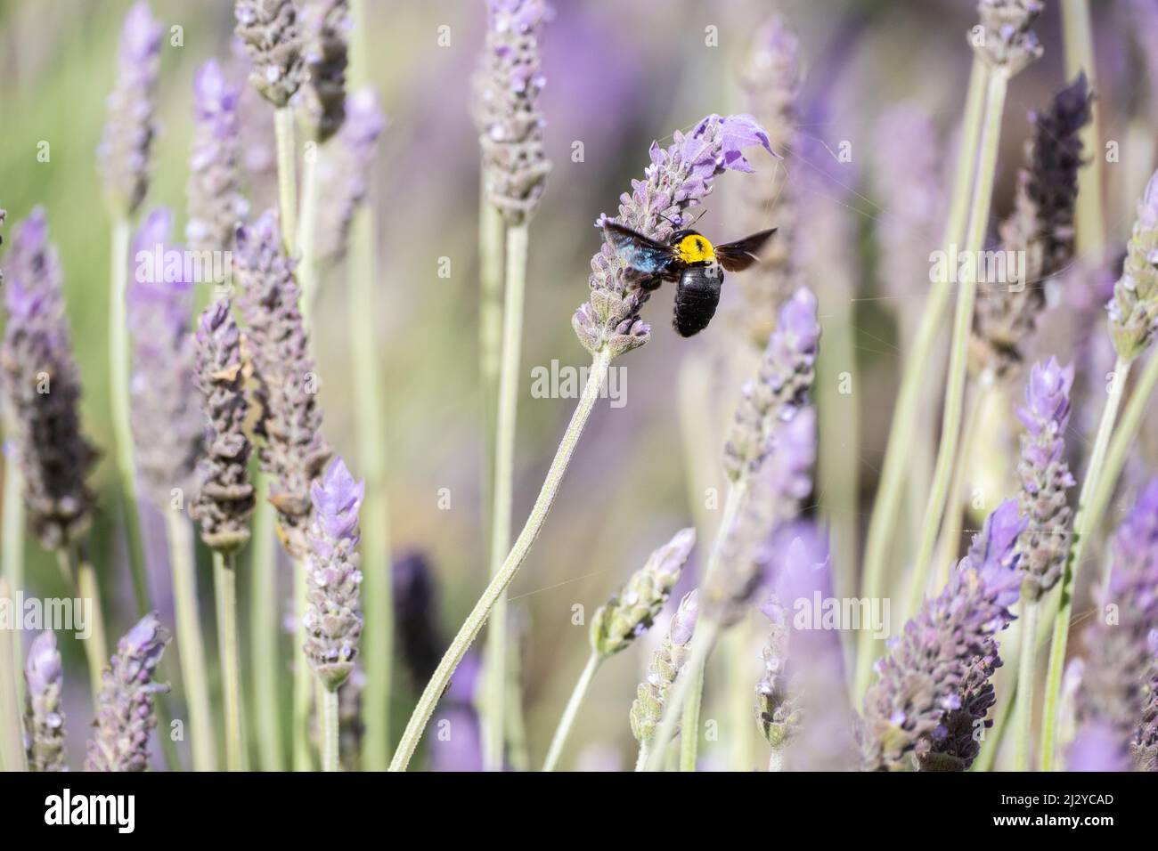Carpenter Bee (Xylocopa violacea) sulla pianta della lavanda, fiore nelle Isole Canarie, Spagna. Foto Stock