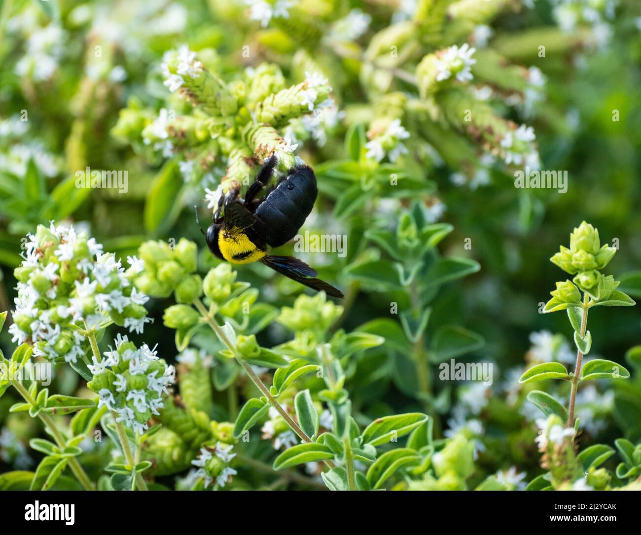 Carpenter Bee (Xylocopa violacea) nelle Isole Canarie, Spagna. Foto Stock