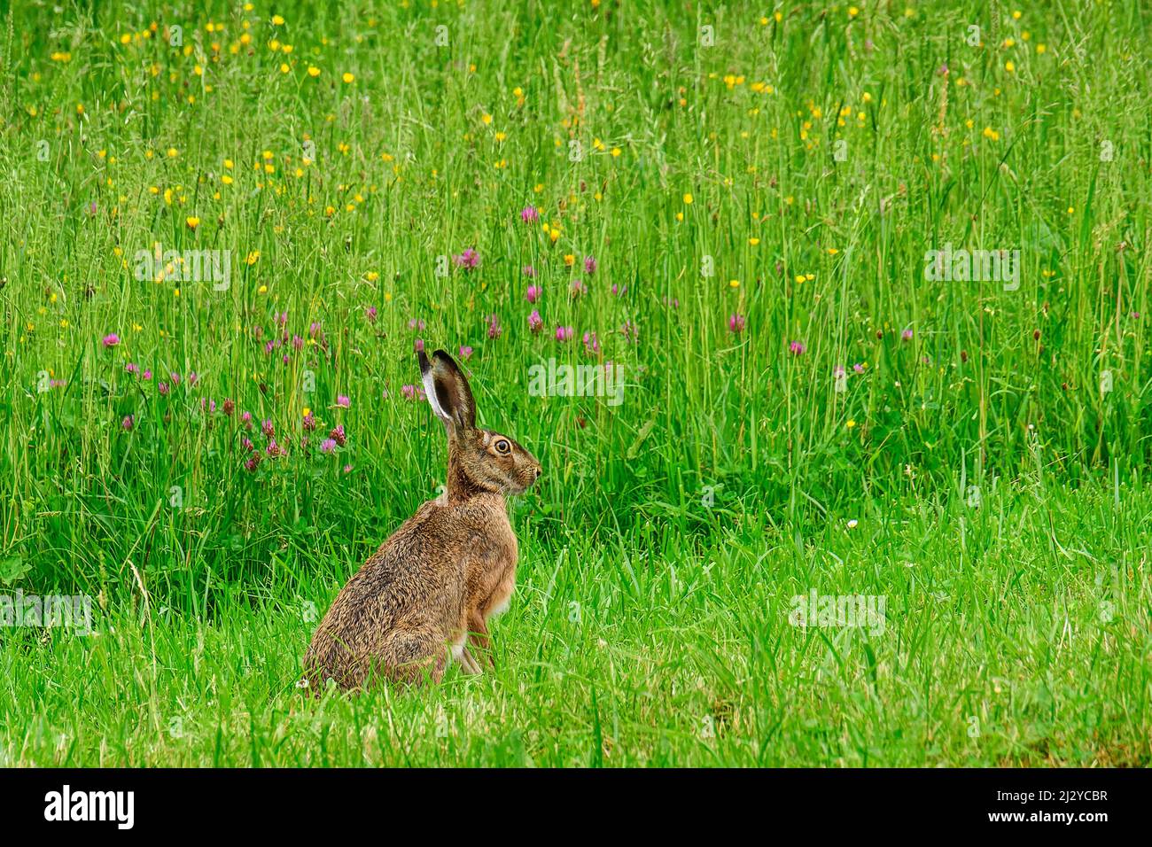 Lepre seduta nel prato, Lepus europaeus, Alpi del Chiemgau, Baviera superiore, Baviera, Germania Foto Stock