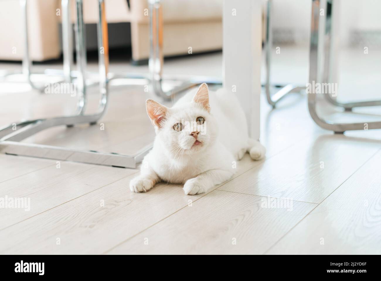 Un gatto bianco che è stato salvato per strada, con un occhio doloroso, siede sul pavimento della casa e guarda con attenzione Foto Stock