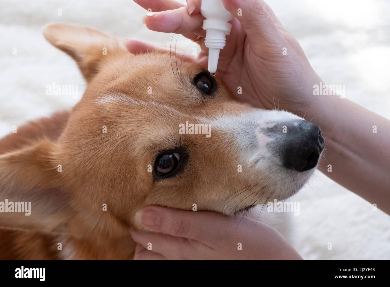 hostess o veterinario mette gocce negli occhi di un cane corgi. Collirio animale Foto Stock