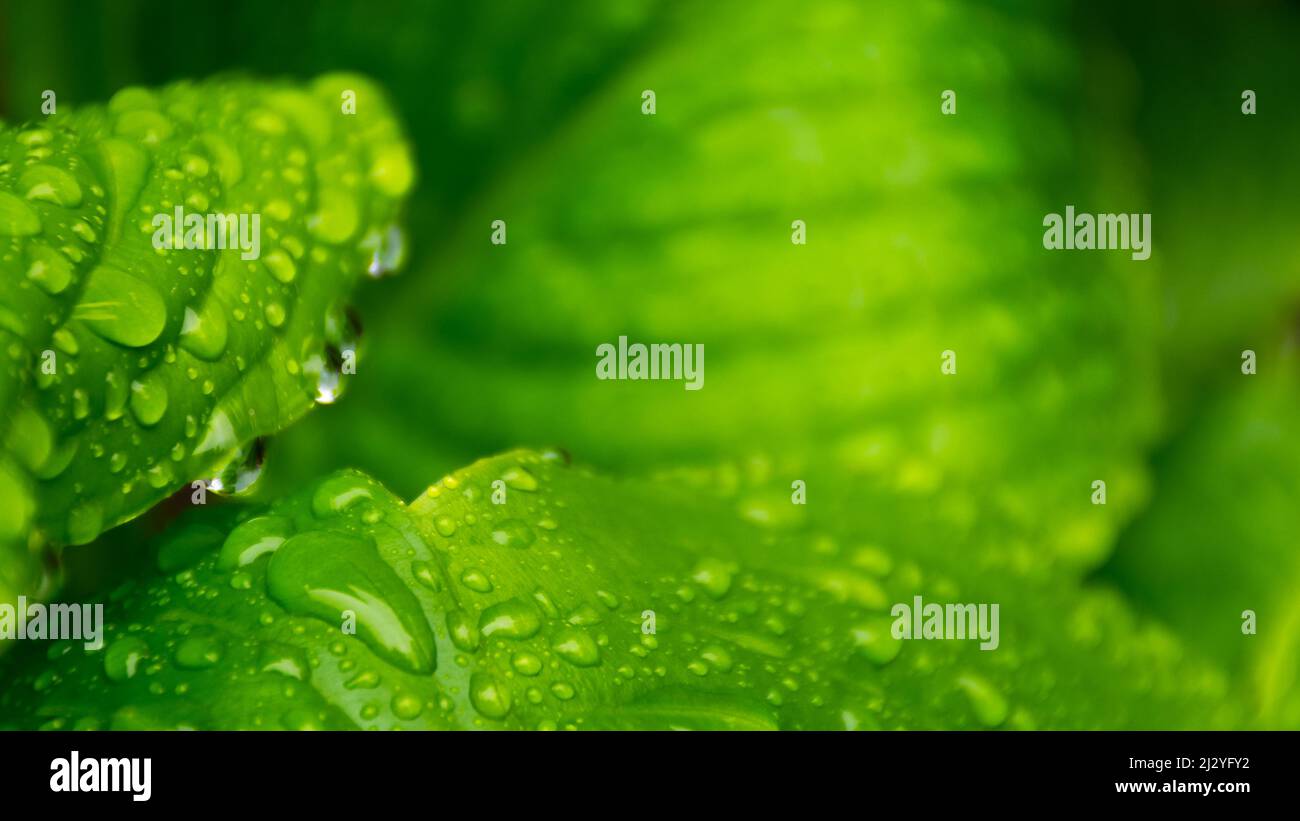 rugiada sulla foglia nel giardino. closeup verde pianta. naturale bagnato texture. fresco sfondo natura Foto Stock