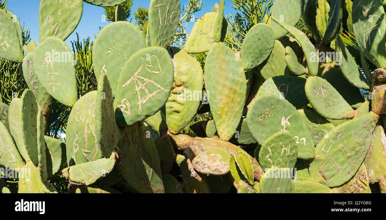 Opuntia (Opuntia), Prickly Pero, Tenerife, Isole Canarie, Spagna, Europa Foto Stock