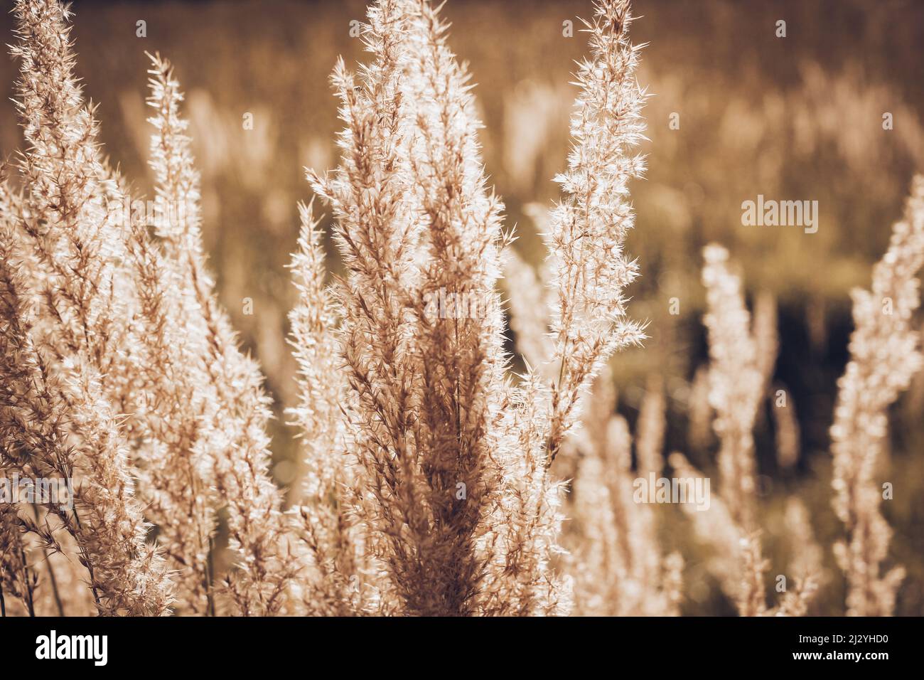 Autunno paesaggio natura sfondo. Fiori secchi alla luce del sole sul campo. Fissare champagne a vela. Foto Stock
