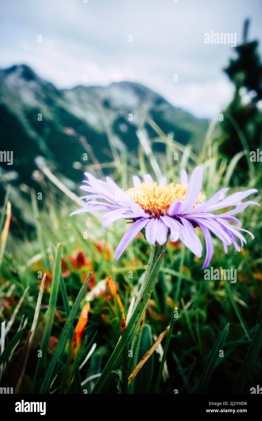 Fiore in paesaggio di montagna in primavera Estergebirge Foto Stock
