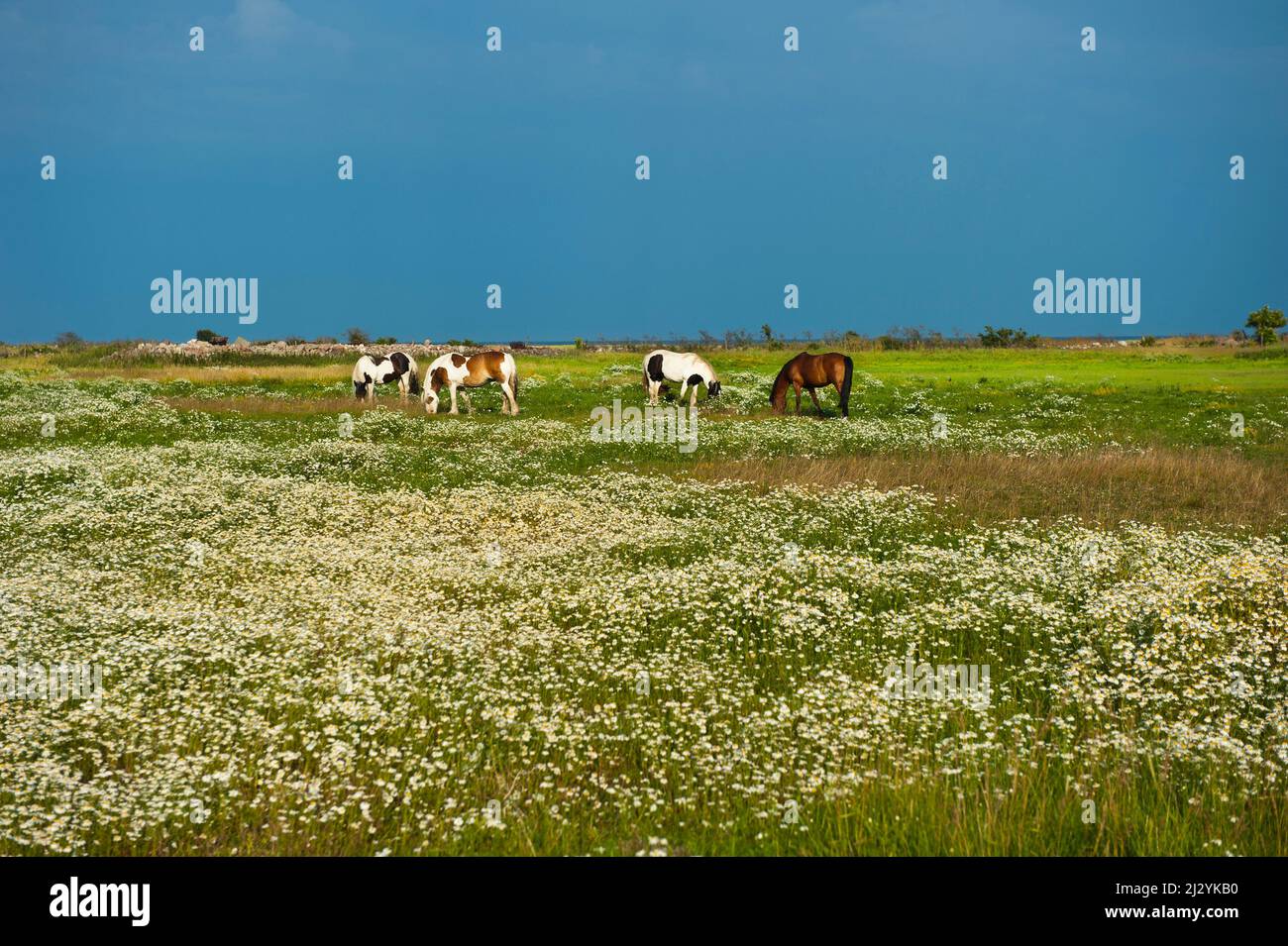 Mucche e cavalli insieme in un campo. Foto Stock