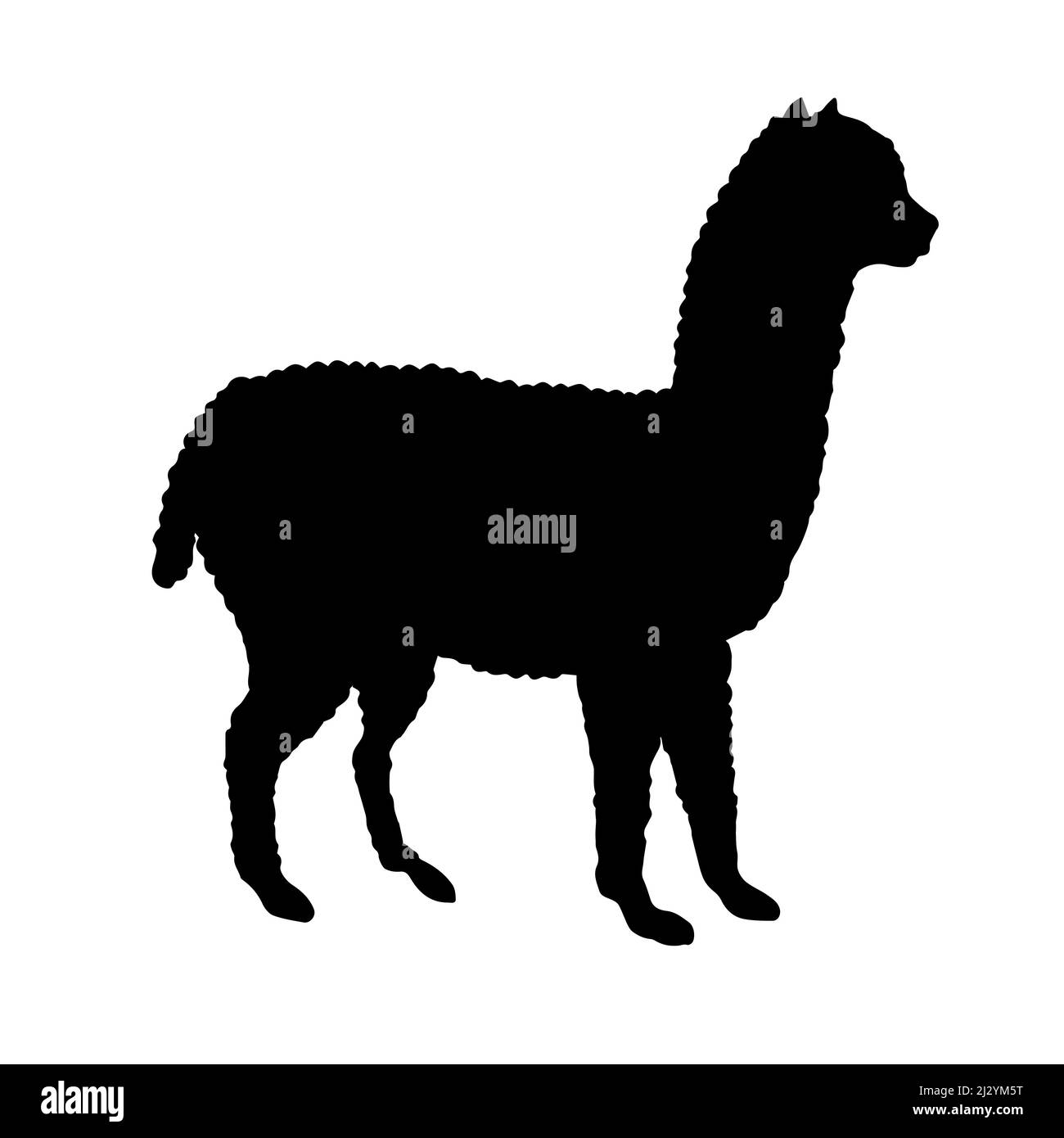 Vector flat nero alpaca lama silhouette isolata su sfondo bianco Illustrazione Vettoriale