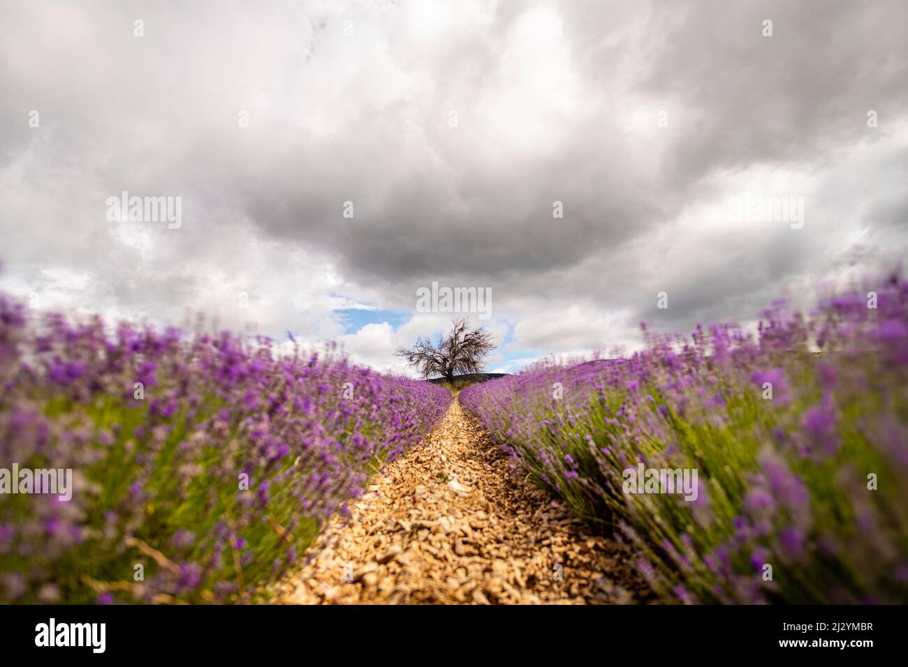 Campi di lavanda in fiore sull'altopiano di Valensole con albero maturo in piedi da solo. Foto Stock