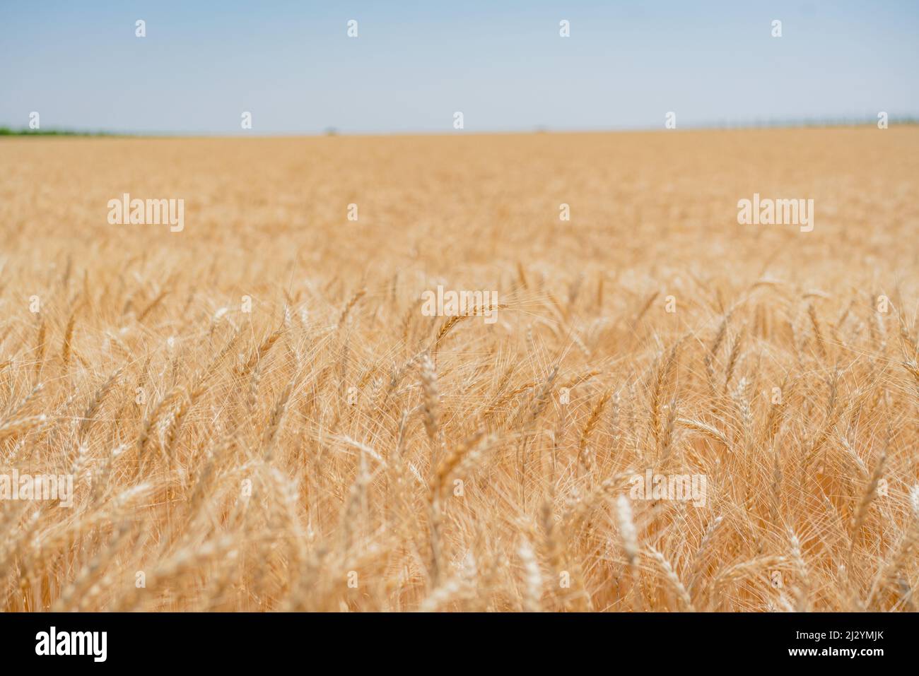 Campi di grano sulla pista ciclabile intorno al lago Neusiedl a Burgenland, Austria Foto Stock