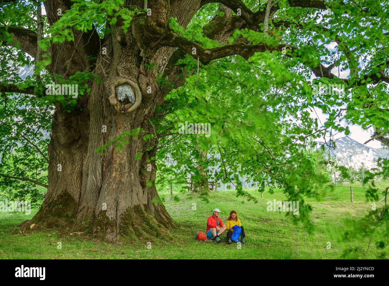 Uomo e donna mentre camminano si siedono sotto l'albero di tiglio e fanno una pausa, Hindenburglinde, Ramsau, Alpi Berchtesgaden, Salzalpensteig, Baviera superiore, Baviera, Germania Foto Stock