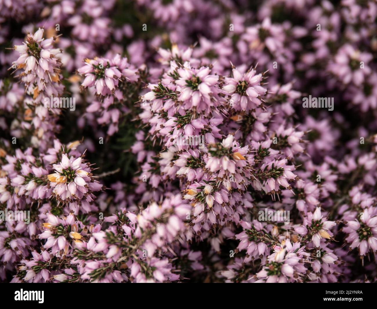 Heather, sfondo di lingaggio in fiore. Primo piano. Foto Stock