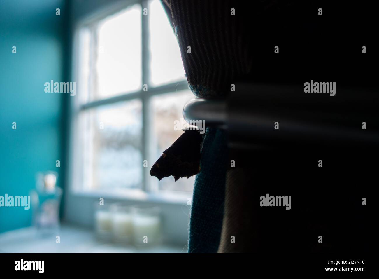 Germogli piccola tartaruga farfalla in una stanza fredda, West Yorkshire, Inghilterra, Regno Unito Foto Stock