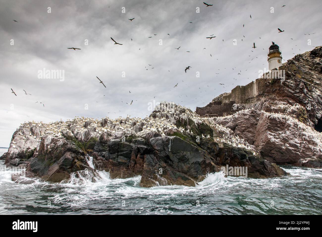 Bass Rock, isola degli uccelli con colonia di gannet, faro, Scozia, Regno Unito Foto Stock