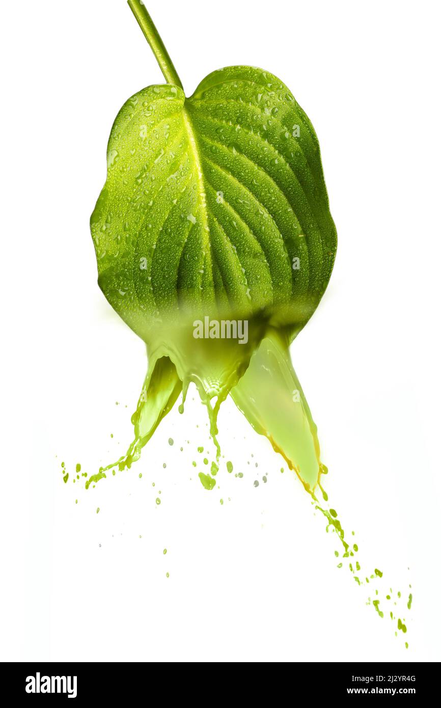 Una foglia verde Foto Stock