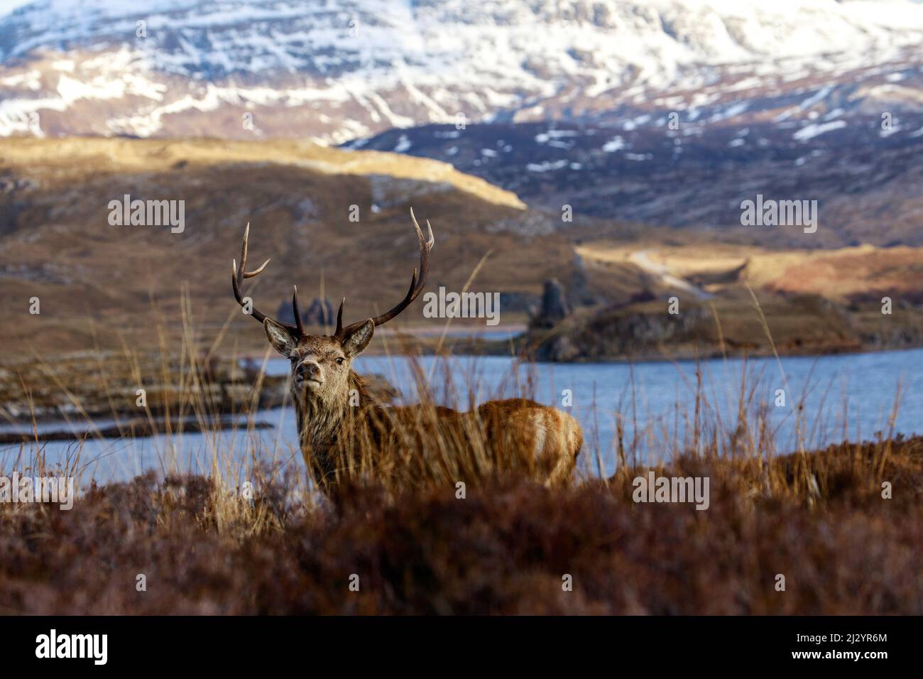 Red Deer su Loch Assynt, Sutherland, Scozia, Regno Unito Foto Stock