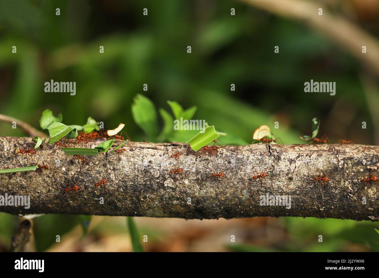 Leaf-Cutter Ant, atta sp., adulto di portare il segmento di foglia di formicaio, Costa Rica Foto Stock
