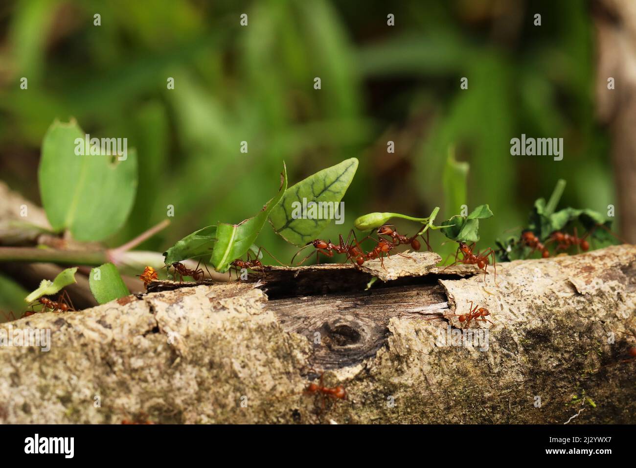 Leaf-Cutter Ant, atta sp., adulto di portare il segmento di foglia di formicaio, Costa Rica Foto Stock