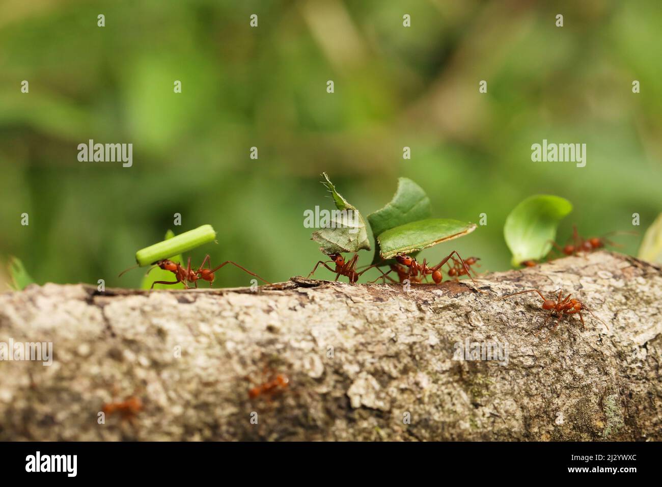 Leaf-Cutter Ant, atta sp., adulto di portare il segmento di foglia di formicaio, Costa Rica Foto Stock