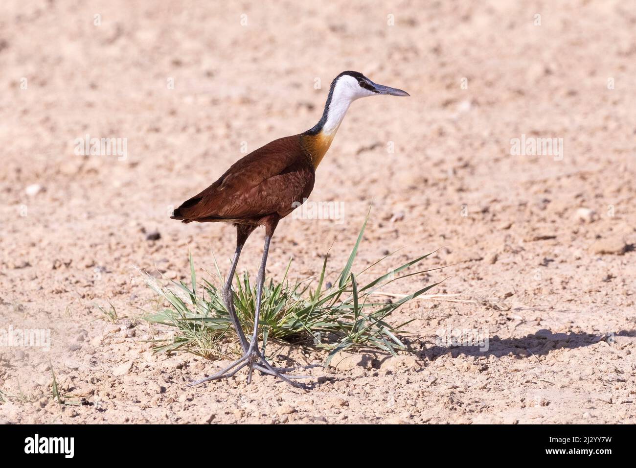 Jacana Africana (Actophilornis africanus) presso il pozzo Cubitje Quap, Kgalagadi Transfrontier Park, Kalahari, Capo Nord, Sudafrica. Questo uccello era Foto Stock