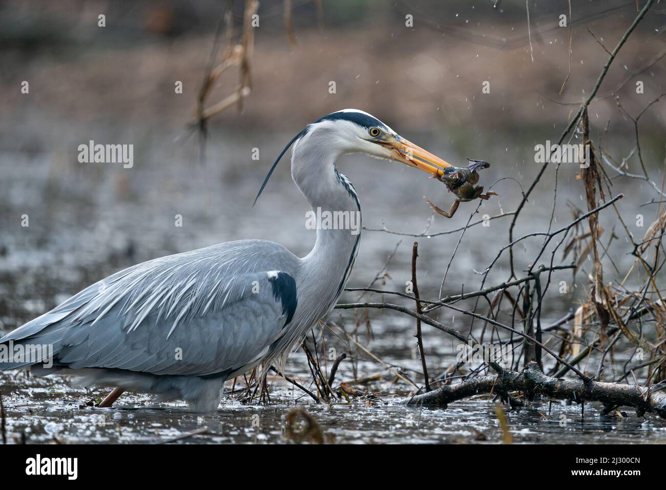 Great Blue Heron caccia di rane a Fairburn Ings Nature Reserve UK Foto Stock