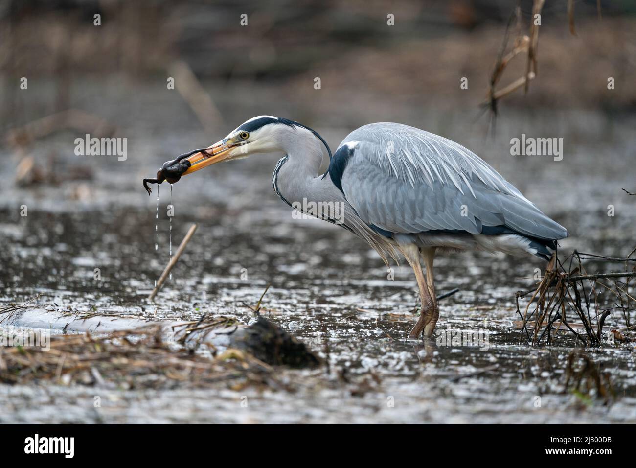 Great Blue Heron caccia di rane a Fairburn Ings Nature Reserve UK Foto Stock