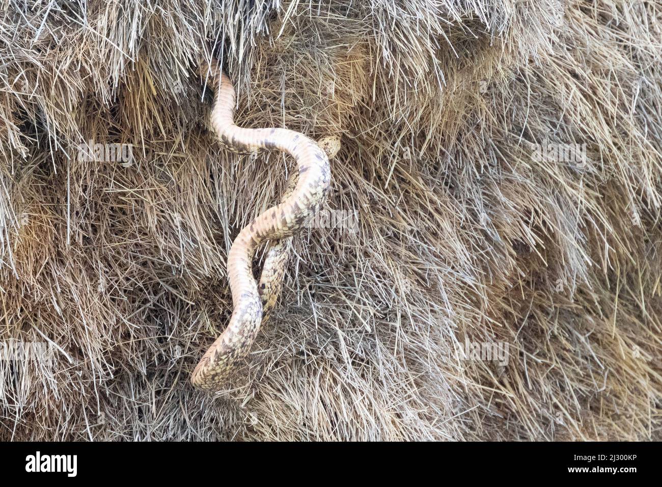 Capo Cobra (Naja nivea) che predica il nido sociale di Weaver, Kgalagadi Transfrontier Park, Capo Nord, Kalahari, Sudafrica Foto Stock