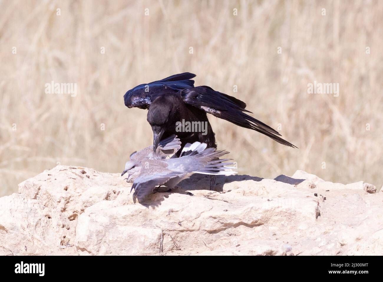 Capo Crow (Corvus capensis) che predica Capo Turtle dove / Dove a collo ad anello (Streptopelia capicola) Kalahari, Capo Nord, Sudafrica Foto Stock