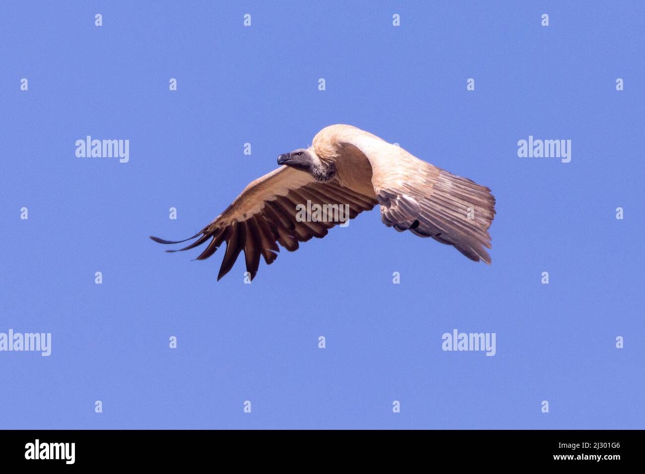 Avvoltoio con sfondo bianco (Gyps africanus) Capo settentrionale, Sudafrica, questo uccello è rosso IUCN elencato come criticamente minacciato a causa di decli di popolazione affilati Foto Stock