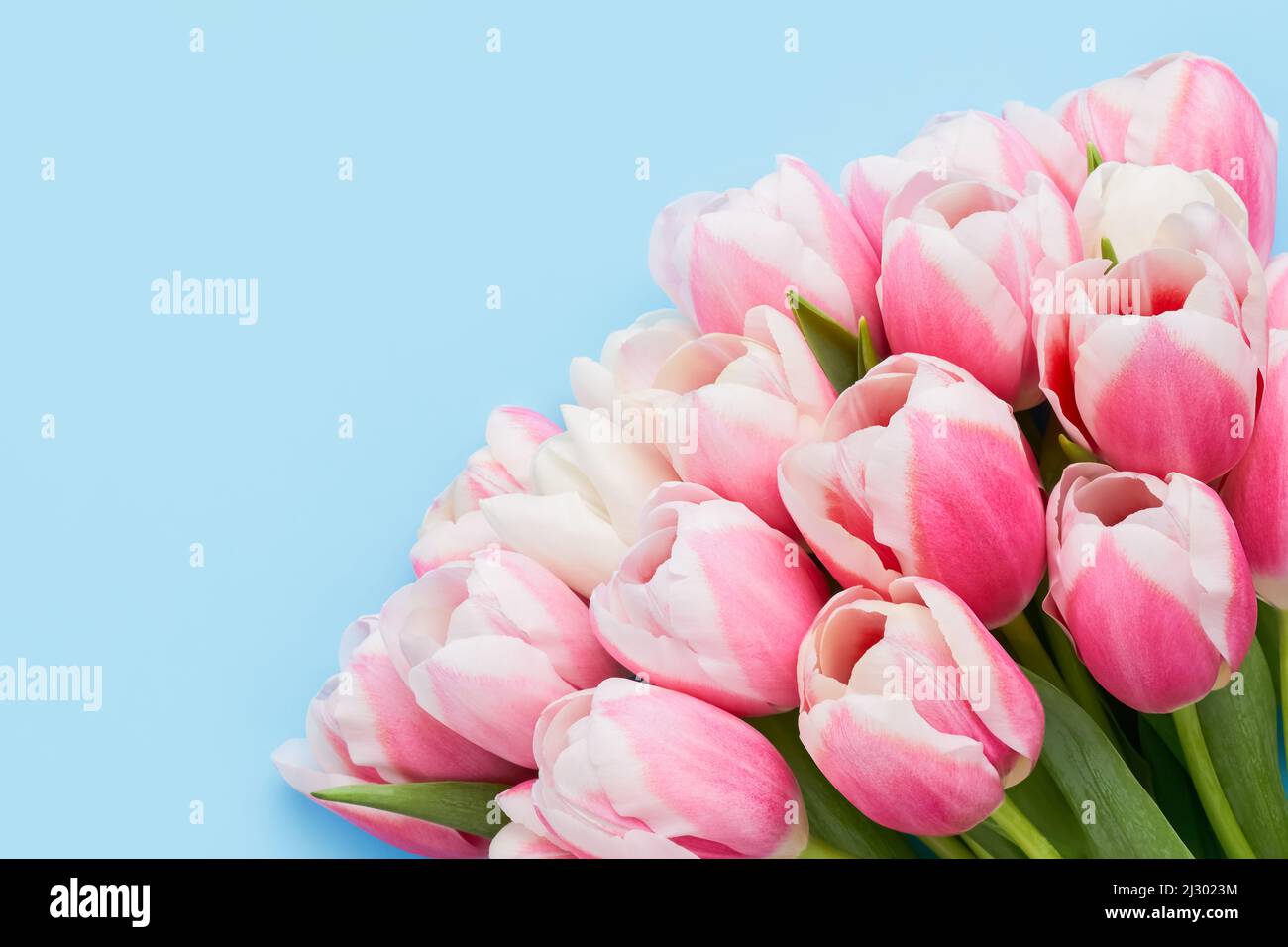 Biglietto di auguri. Bouquet di tulipani rosa su sfondo blu. Festa della mamma, giorno di San Valentino, concetto di compleanno. Vista dall'alto, spazio di copia per il testo Foto Stock