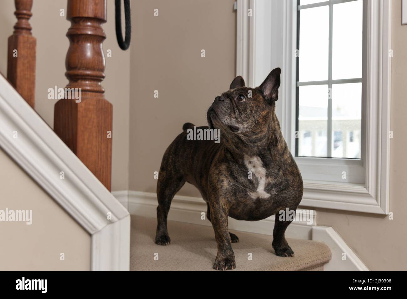 Un adorabile Bulldog francese marrone cioccolato guarda le scale espettantatamente per il suo proprietario Foto Stock