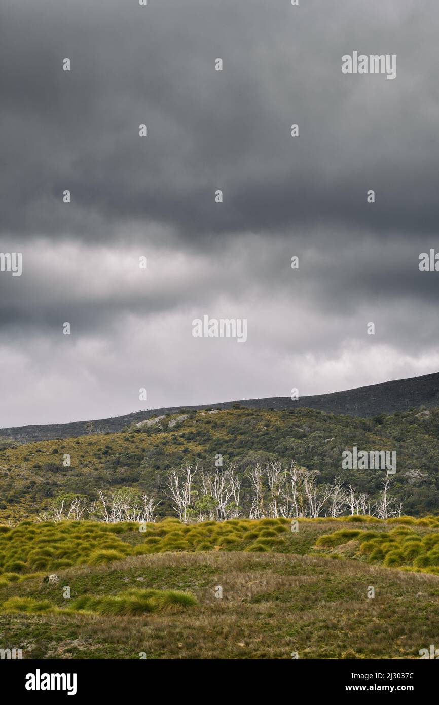 Alberi morti nella zona di Ronny creek a Cradle Mountain con erba di bottone Foto Stock