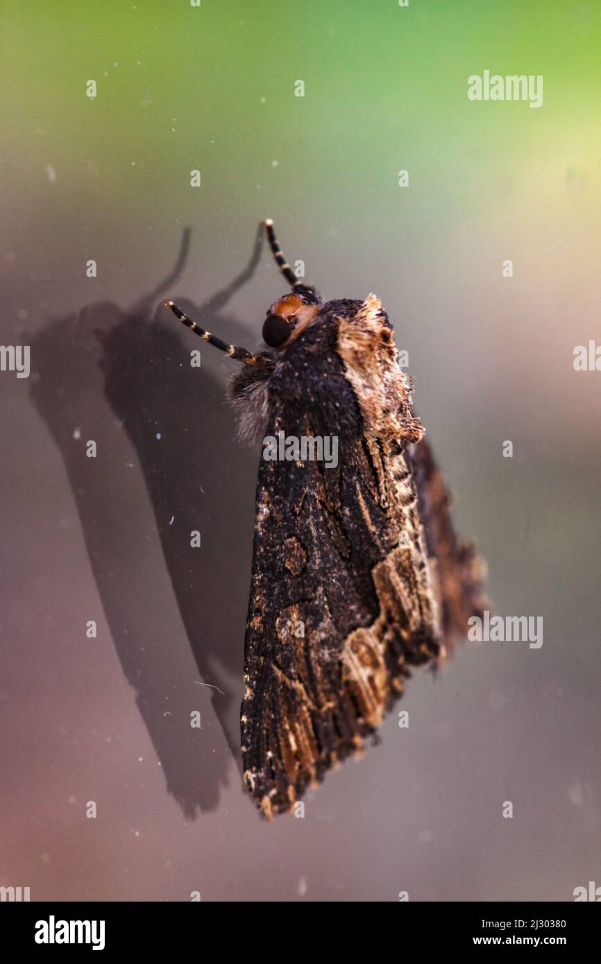 Vue macroscopique d'une noctuelle hérissée Foto Stock