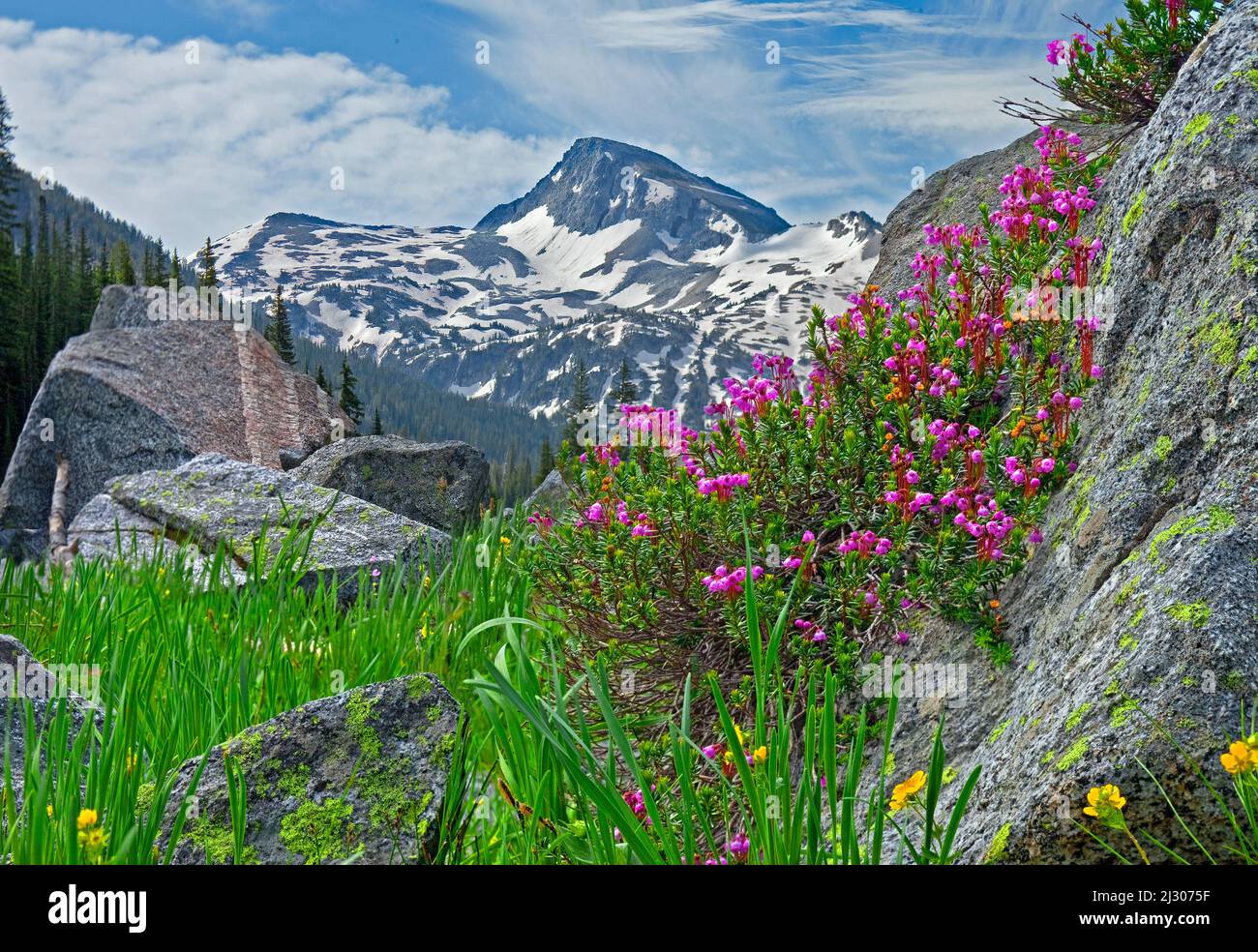 Erica fiorita sotto Eagle Cap Mountain, Eagle Cap Wilderness, Oregon Foto Stock