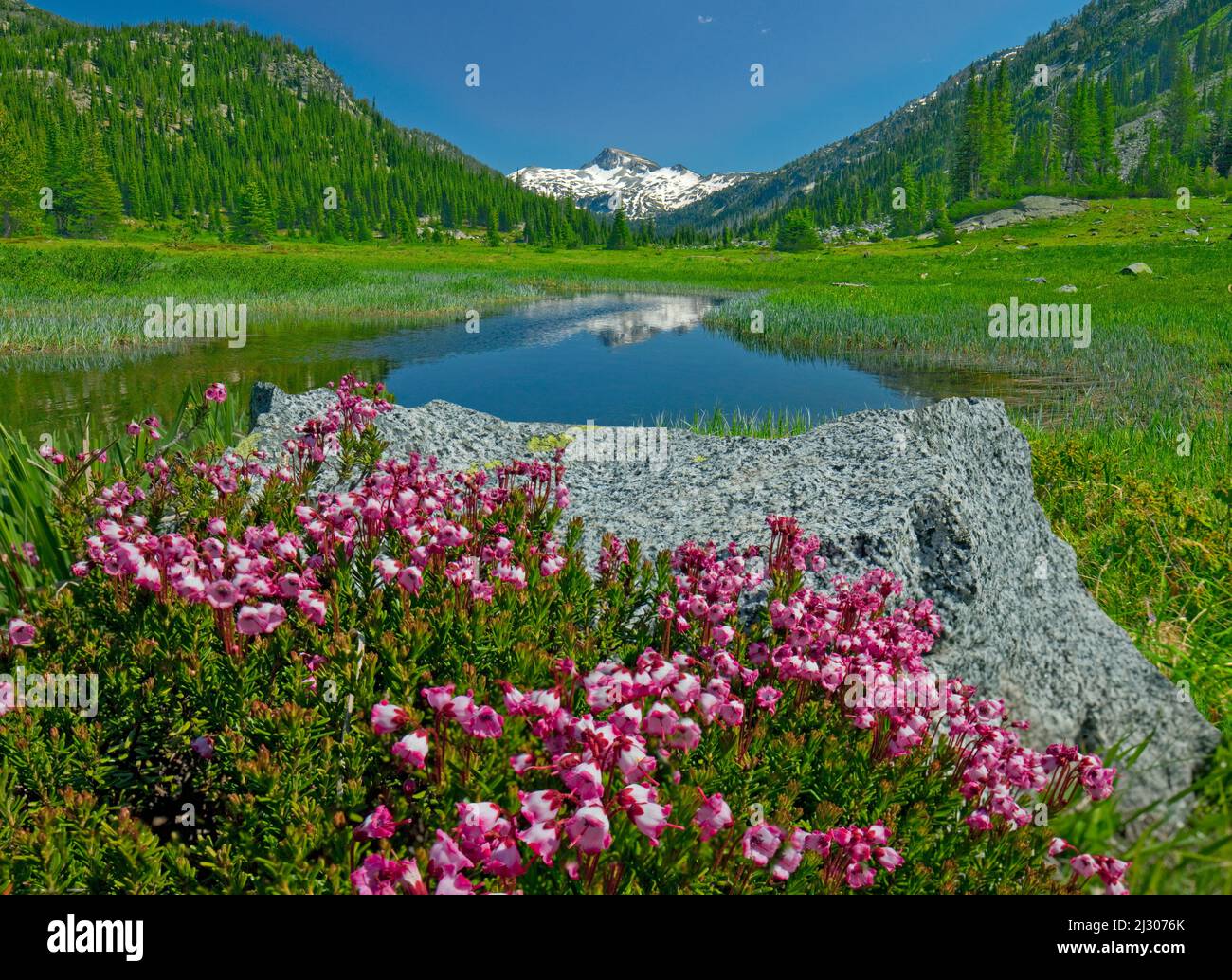 Erica fiorita sotto Eagle Cap Mountain, Eagle Cap Wilderness, Oregon Foto Stock